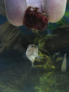 betta macrostoma