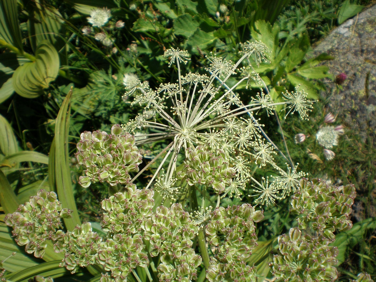 [VIELHA+2009+-MOUNTAUBAN+-TARRACO+168.jpg]