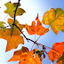 Autumn has Arrived