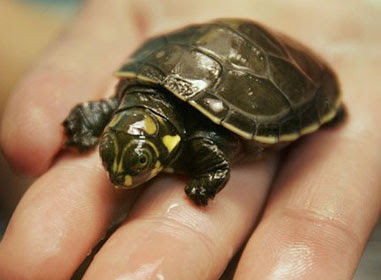 Turtles For Pets
