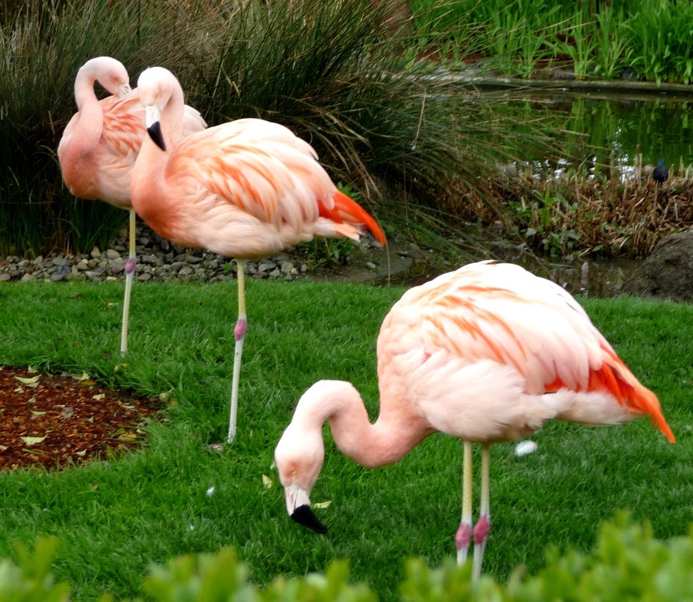 [flamingo.JPG]