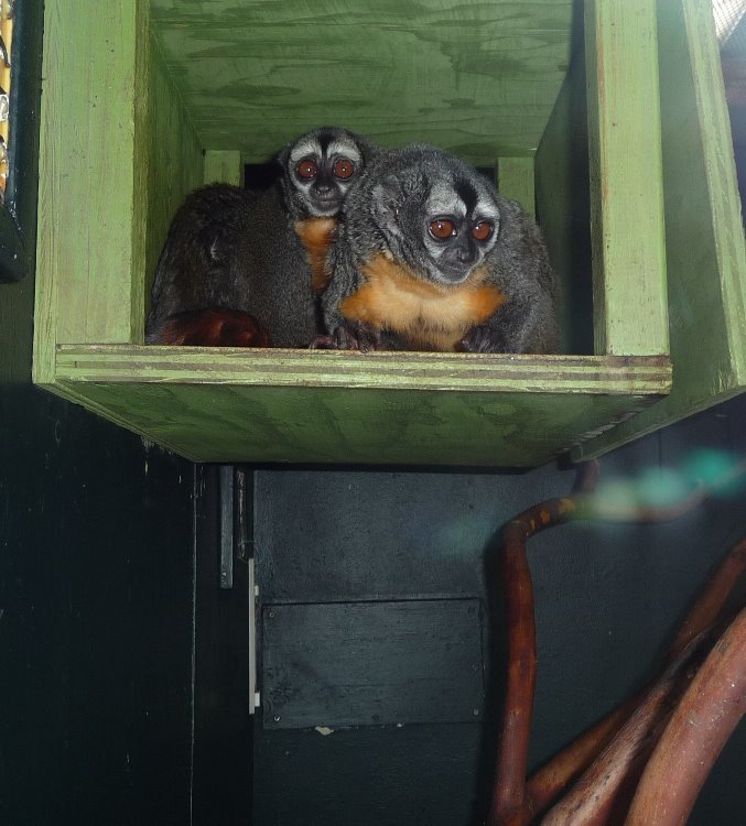 [owl+monkey.JPG]