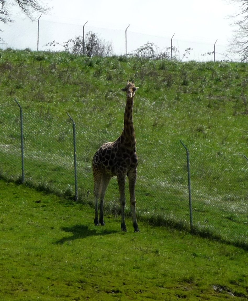[Giraffe.JPG]