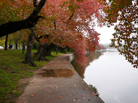 Cherry blossoms in the fall