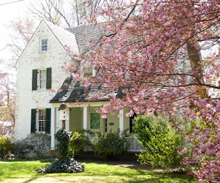 dogwood in bloom