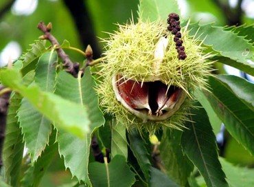 [castanhas_chataignes.jpg]