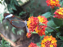 A Glass Winged Butterfly