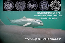 Dolphin Echolocation CymaGlyphs