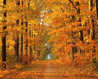trees background image. wallpaper trees. trees background image.