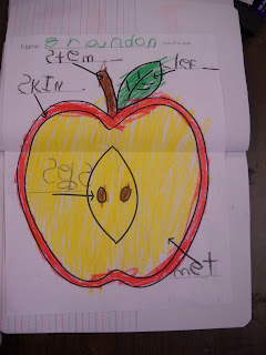 Mrs. Wood's Kindergarten Class: Dissect an Apple