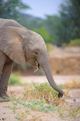 c4 images and safaris, etosha, photo tour