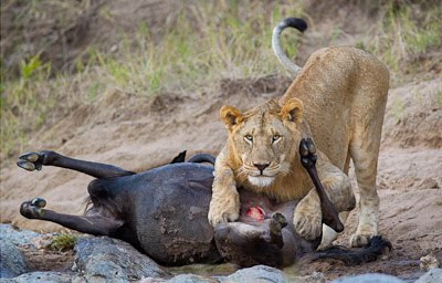 c4 images and safaris, masai mara photographic safari, wildlife photography, masai mara, isak pretorius,