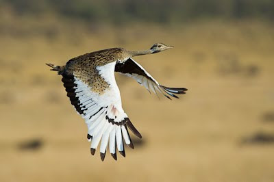 c4 images and safaris, masai mara photographic safari, wildlife photography, masai mara, isak pretorius,