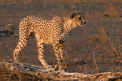mashatu, photo workshop, c4 images and safaris,