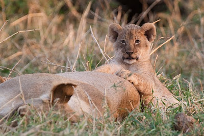 mashatu, photo workshop, c4 images and safaris,