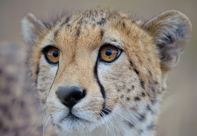 c4 images and safaris, masai mara, photographic tour, wildlife photographers, wildlife photography safari, shem compion,