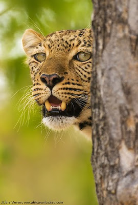 chiefs island, albie venter, photographic opportunities, okavango delta,