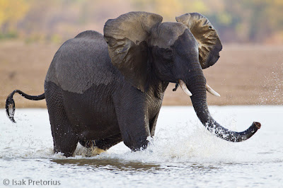 puku ridge, c4 images and safaris, photographic workshop, nature photography, wildlife, isak pretorius
