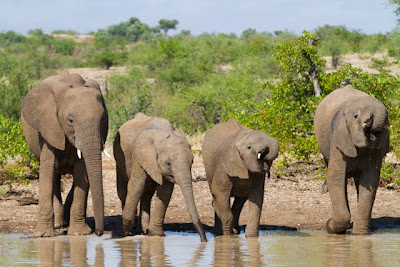 mashatu, photo workshop, villiers steyn, wildlife photography,