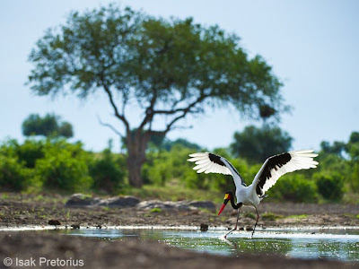 photographic workshop, mashatu workshop, photographic destination