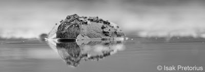 photographic workshop, mashatu workshop, photographic destination