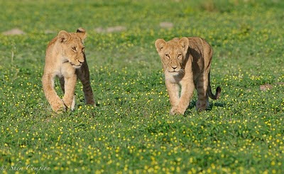 shem compion, wildlife, green season