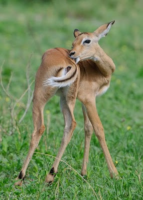 shem compion, wildlife, green season