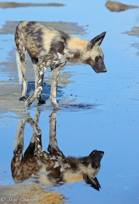 shem compion, wildlife, green season