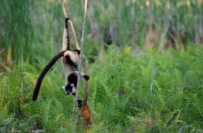 c4 images and safaris, madagascar, shem compion