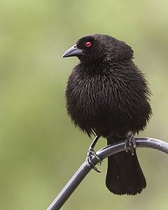 Bronzed Cowbird, San Angelo State Park, © 2008 Jim Miller
