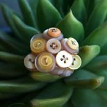 [HASSAPIS-Buttons_09Web.jpg]