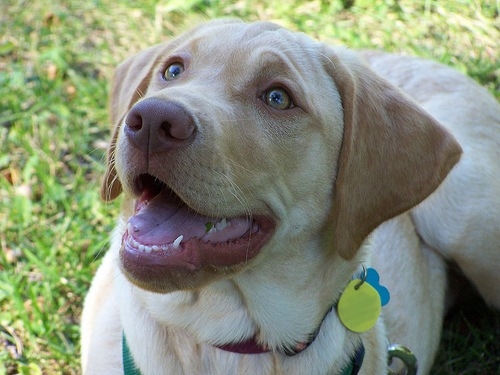 Cuccioli Labrador Sicilia Allevamento Labrador Sicilia Standard