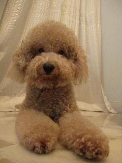 Teddy