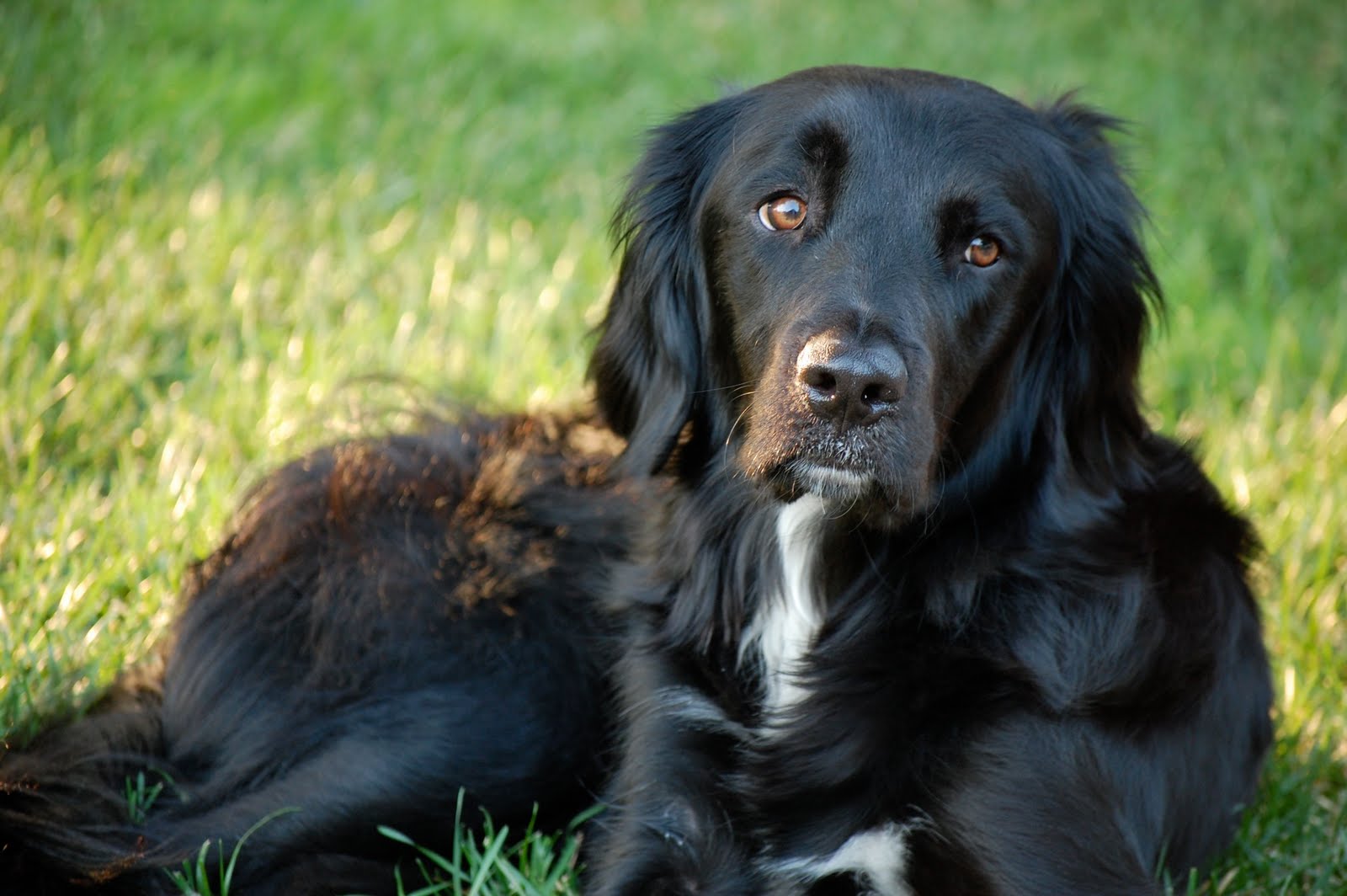 big black dogs big black big black dogs big black