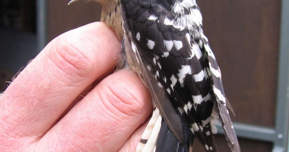 Woodpeckers Of Europe Lesser Spotted Woodpecker record age for UK