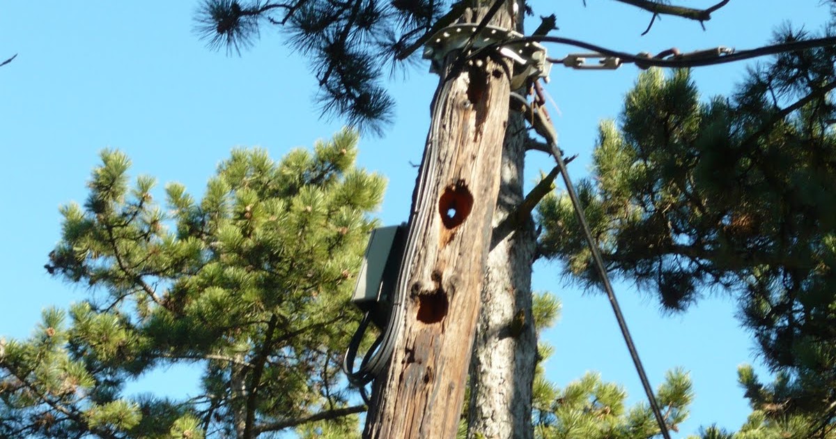Woodpeckers Of Europe: Woodpecker Holes in Telephone Pole