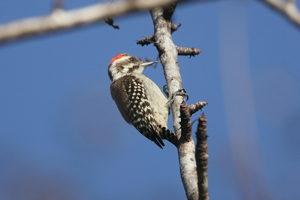 http://4.bp.blogspot.com/_H91cnPsZsBw/TTWcdGTG0iI/AAAAAAAAChM/P-sOPPsUsGs/s1600/Brown-backedWoodpecker.jpg