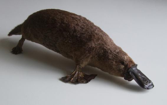 CRYPTOZOOLOGY ONLINE: Still on the Track: CFZ AUSTRALIA: Expat platypus