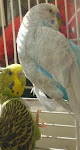 The Budgies