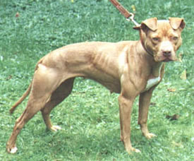 Variaciones en el pitbull