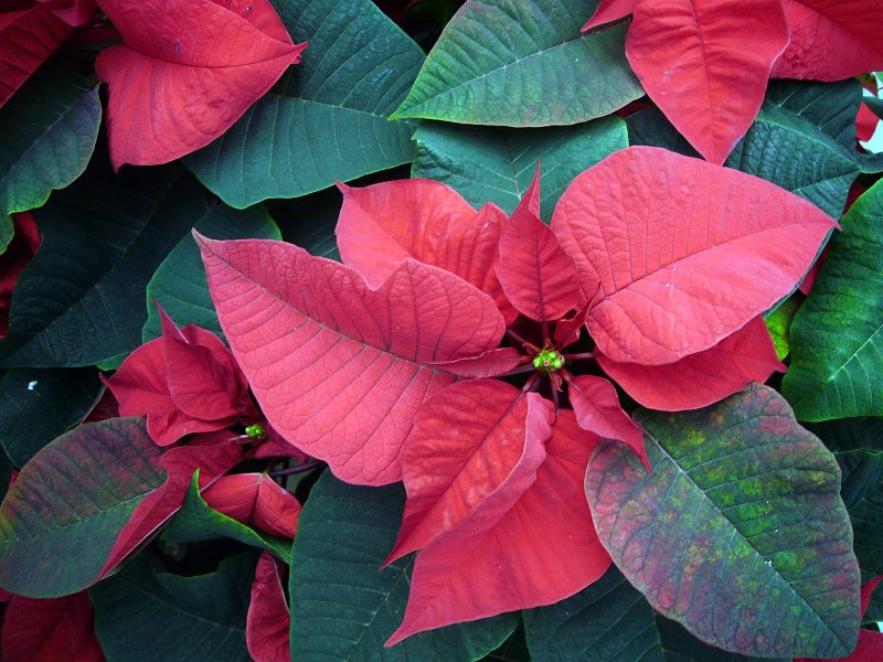 [poinsettia.jpg]