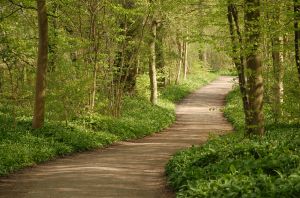 [forest+path.jpg]