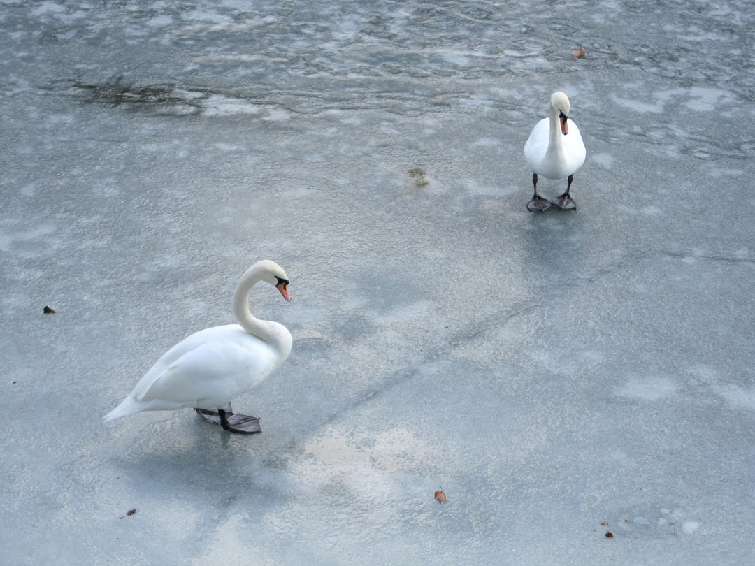 [Germany+0210+10_landwehrkanal_ice_swan.JPG]