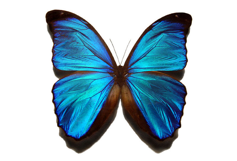 Butterfly Facts for Kids 06 Butterfly Facts for Kids