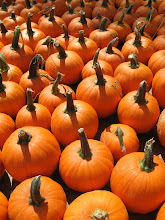 The Pumpkins Pose for a Pretty Picture