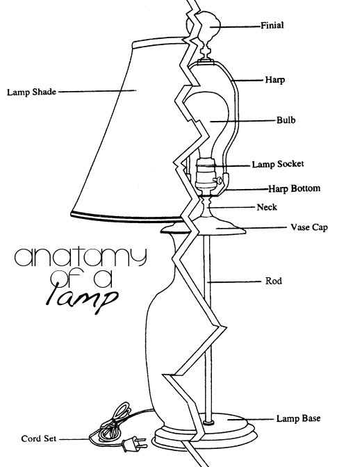 lamp anatomy