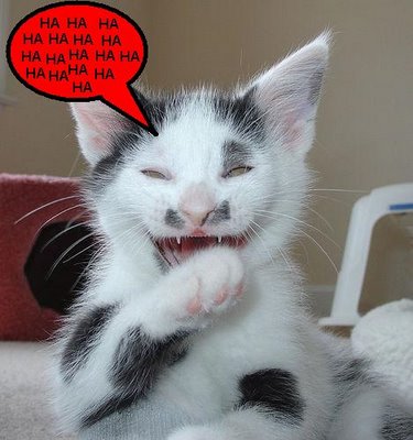 [gato+safado1.JPG]
