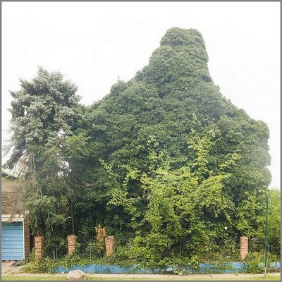 [Nature+takes+over+via+theenglishmuse.blogspot.com3.jpg]