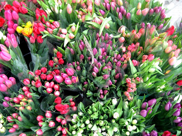 [tulips+postmastersanta.com.jpg]