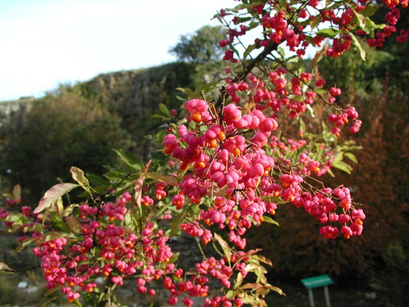 [Euonymus%20europaeus(Blueten)(86-47-0135-80).jpg]